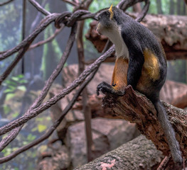Yellow, White, and Grey Fur on a Wolf's Monkey in a Tree