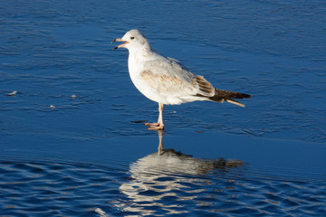 Ring billed gull standing on winter lake ice and vocalizing with shadow falling on waves of open water