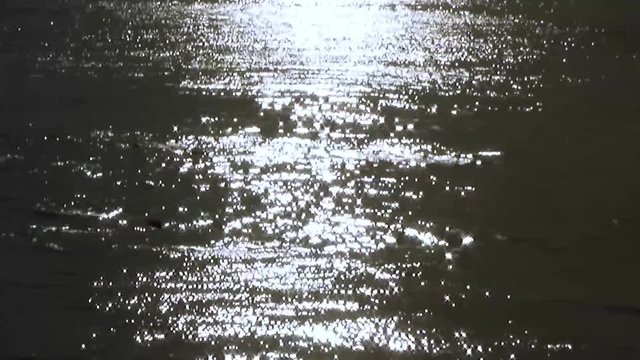 Backs and heads of sea animals