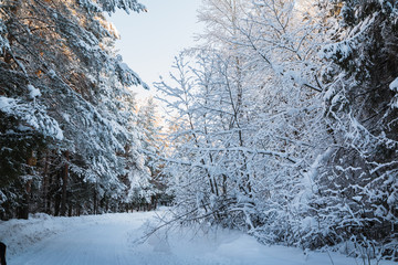 Beautiful winter scenery with forest full of trees covered snow