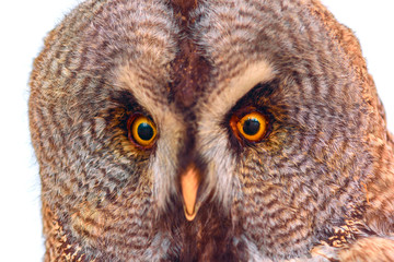 Portrait of owl close up isolated.