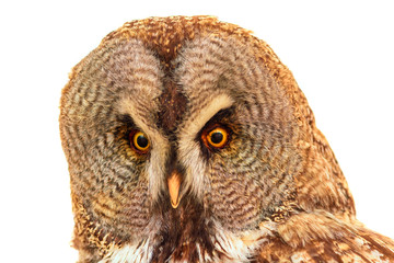 Portrait of owl close up isolated.