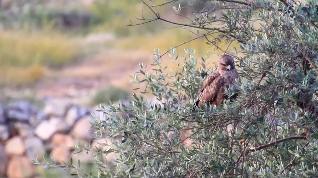 Common buzzard stands on a tree