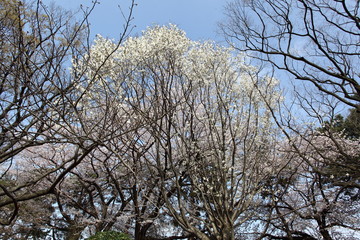 青空と桜