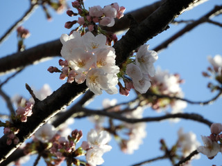 桜