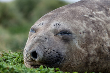 Fototapeta premium Seals of the SubAntartic