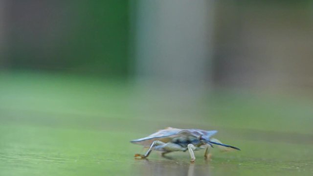 macro shot colorful tropical cicada craws on table surface against blurred grey background