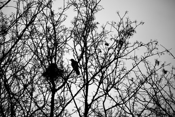 Silhouette of crows roosting in tree with the remnants of the previous season nests in the rural county of Hampshire