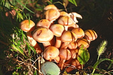 Mushrooms in the forest