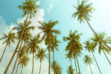 Coconut palm trees, cloudy sky