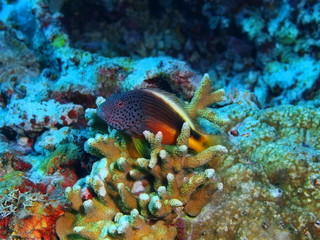Naklejka na ściany i meble Coral fish
