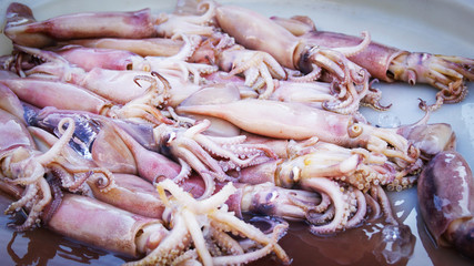 Fresh Squid - pile of raw Squid in the seafood market