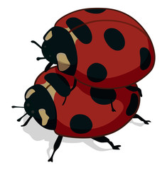 Ladybugs