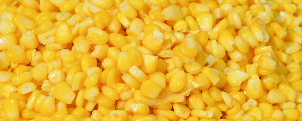 Corn texture seed corns yellow background - sweet corn slice cooking steamed on hot pot