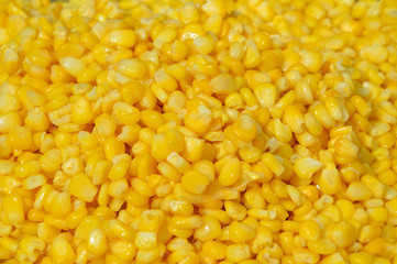 Corn texture seed corns yellow background - sweet corn slice cooking steamed on hot pot