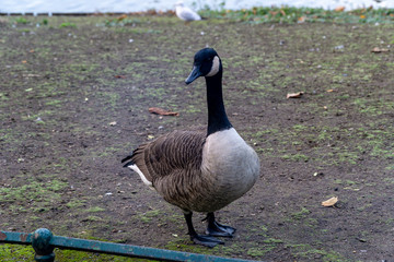 Canadian goose on field