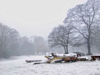 Park in Winter 