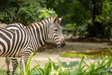 Obraz na płótnie Canvas The Common Zebra, aka Plains Zebra, Equus quagga