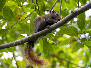 A Little Brown Squirrel Eating Peanut on the Tree in the City Park
