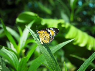 The Orange Monarch Butterfly Sitting on the Green Leaf