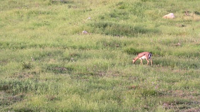 Israeli mountain gazelle eating grass