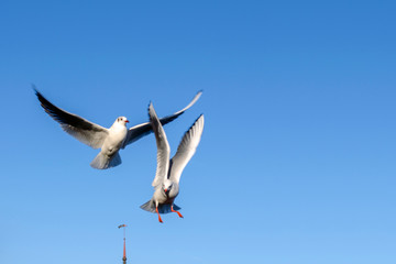 Two white seagulls against a blue sky
