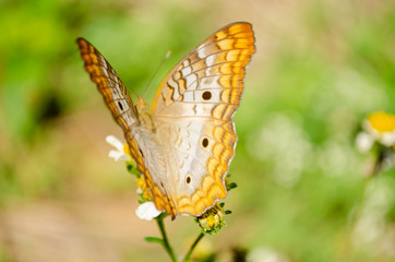 Obraz na płótnie Canvas Butterfly On Spanish Needle Plant 