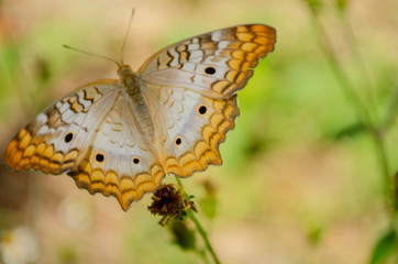 Victorinini Butterfly Outdoor