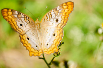 Victorinini White Peacock Butterfly