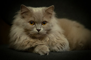 Beautiful fluffy british cat on black background