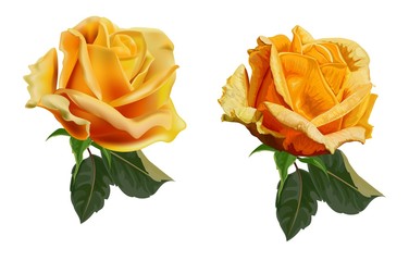 Flower vector illustration-Yellow roses
