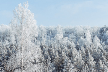 Snowy fir trees in winter forest at snowfall. Snowflakes and Christmas concept.