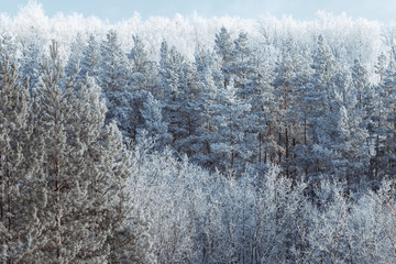Snowy fir trees in winter forest at snowfall. Snowflakes and Christmas concept.