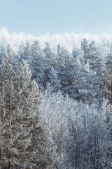 Snowy fir trees in winter forest at snowfall. Snowflakes and Christmas concept.