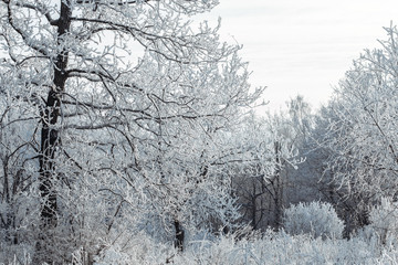 The forest is covered with hoarfrost. It's cold and beautiful. White winter fairy tale. The feeling of magic.