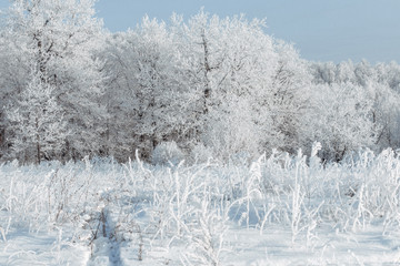 The forest is covered with hoarfrost. It's cold and beautiful. White winter fairy tale. The feeling of magic.