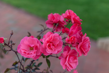 pink rose in the garden