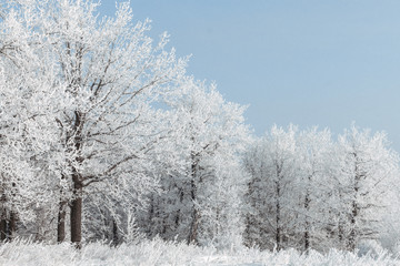 The forest is covered with hoarfrost. It's cold and beautiful. White winter fairy tale. The feeling of magic.
