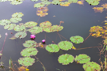 ゆり　蓮根　蓮