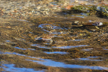 Common toad or European toad swim on the pond water.