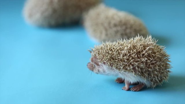 Little animal - hedgehog on blue background.