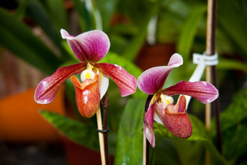 Orchidee