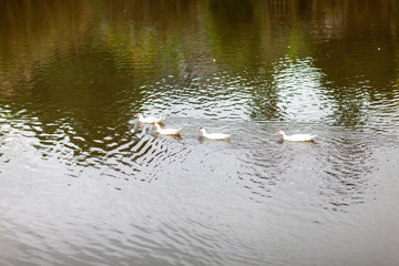 家畜　放養　鳥　卵　egg