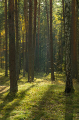 beautiful mixed autumn forest lit by sunlight in Russia