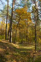 beautiful mixed autumn forest lit by sunlight in Russia