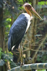 Marabou Stork