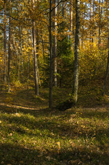 Fototapeta premium beautiful mixed autumn forest lit by sunlight in Russia