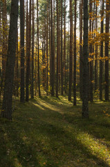 beautiful mixed autumn forest lit by sunlight in Russia