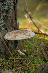poisonous mushroom in the mixed autumn forest of Russia