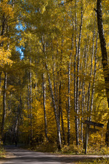 beautiful mixed autumn forest lit by sunlight in Russia